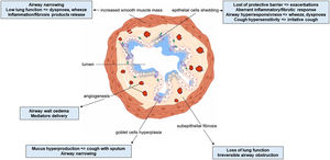 Main structural airway remodeling features correlated with clinical characteristics of asthma.