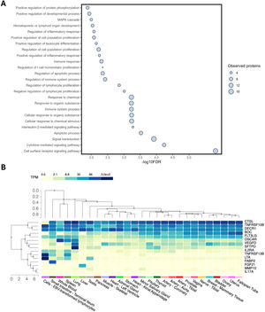 Bioinformatic analyses including the differentially expressed proteins between the study groups (non-OSA vs. untreated severe OSA), which were significantly associated with OSA severity parameters derived from respiratory polygraphy. (A) Gene set pathway enrichment analysis performed via STRING. The graph shows the FDR values (x-axis) of the top twenty-five identified biological processes (y-axis). The size of each bubble is proportional to the number of proteins included within each set. (B) Tissue and organ expression enrichment analysis via genotype-tissue expression (GTEx). Hierarchical clustering shows each identified tissue and/or organ on the bottom and each included protein on the right. Definition of abbreviations: FDR=false discovery rate; OSA=obstructive sleep apnea.