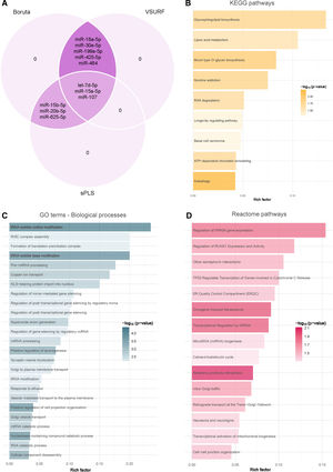 Identification of microRNA-mediated molecular mechanisms associated with obstructive sleep apnea. (A) Identification of microRNAs associated with obstructive sleep apnea using a consensus of three supervised machine learning feature selection algorithms (Boruta, VSURF and sPLS) with the intersected microRNAs among the methods selected as candidates. (B–D) Functional enrichment analysis of the predicted downstream target genes using KEGG (B), GO (C) and Reactome (D) in the R package ClusterProfileR 4.0. The plots present the rich factors of the pathways with the most significant differences, considering their p-values. The intensity of the colors of the bars denotes the p-values. The rich factor consists of a ratio of target genes annotated in the molecular processes to all genes annotated in the processes.