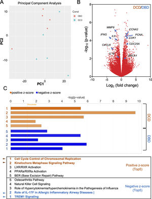 Differences between lung transplantation from DBD and DCD by dynamic transcriptome analysis with RNA sequencing. (A) The distribution of RNA expressions in DBD and DCD lungs by principal component analysis. (B) Volcano plot represents genes highly expressed in each of DBD and DCD lungs. (C) Canonical pathway analysis represents pathways activated in DCD or DBD lungs. Orange: activation in DCD; blue: activation in DBD.