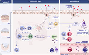 Detailed mechanisms involved in type I, type IVb and type V hypersensitivity reactions. (A) Mechanisms of type I hypersensitivity in AR, asthma, AD, urticaria, and FA. Following the first contact with the allergen deposited on the epithelial cells, in the respiratory tract, gut or skin, the sensitization phase occurs. Dendritic cells (DCs) present the antigen to the naïve T cell inducing differentiation into T helper 2 (Th2) cell. Type 2 innate lymphoid cells (ILC2) are activated by epithelial alarmins, such as interleukin (IL)-25, IL-33 and thymic stromal lymphopoietin (TSLP). Upon activation, they produce large amounts of type 2 cytokines, including IL-5, IL-9 and IL-13, further supporting the T2-cell response. T follicular helper cells (Tfh) help B cells to maturate and produce allergen-specific immunoglobulin E (IgE). Mast cell (MC) and basophil (BAS) possess the high-affinity receptor for the Fc fragment of IgE (FcɛRI) and are coated with IgE, thus concluding the sensitization phase. The effector phase occurs upon subsequent exposure to the same allergen. The allergen crosslinks IgE fixed to MC and BAS, triggering degranulation. Preformed mediators inside MC and BAS like histamine, tryptase, leukotrienes (LTs), prostaglandins (PGs) are released into the microenvironment inducing vasodilation, bronchial muscle contraction and increased mucus secretion. Eosinophils (EOS) play a significant role in the delayed allergic response and the persistence of inflammation engaging mechanisms related to type IVb hypersensitivity. The mutual interaction between type I and IVb-related processes is vital to both the sensitization and the chronic phase. (B) Mechanisms of type IVb hypersensitivity in AR, asthma, AD, CRS with NP, FA and EoETh2 is the key player in type IVb sensitivity, driven by IL-4, IL-13, IL-5 and IL-31. These cytokines stimulate B cells to produce IgE (IL-4 and IL-13) and activate eosinophils (IL-5) inducing inflammation and tissue damage. IL-31 produced by Th2 activates receptors on sensory neurons with release of calcitonin gene-related peptide (CGRP) and nerve growth factor (NGF) causing neurogenic inflammation and itch. Th9, which differentiate with IL-4 and tumor necrosis factor beta (TGF-β), contribute to this response by promoting IgE production and MC growth. The inflammatory response is enhanced by the ILC2, MC and alternatively activated macrophages (Mϕ). ILC2, DC and Th2 activated by epithelial alarmins cooperate producing cytokines that promote eosinophil and basophil recruitment, modulate DC function and affect epithelial barrier contributing to the chronicity of type IVb reactions. Invariant natural killer T cells-(i)NKT contribute to this response inducing alternative activation in Mϕ by IL-4 and IL-13 production. Migrated to inflammatory sites, eosinophils activate various cytokines and release cytotoxic granules contributing to tissue damage, cell apoptosis and chronic inflammation. At the final stage when IgE synthesis is triggered, type IVb and I hypersensitivity overlap. (C) Mechanisms of type V hypersensitivity in AR, asthma, CRS, AD, and EoE. The epithelial barrier damage and microbial dysbiosis lead to dysregulation of the immune response, including extensive activation of T1 (mediated by T helper 1 [Th1] cells), T2 (mediated by Th2) and T3 (mediated by T helper 17 [Th17]) responses combined with the loss of T regulatory cells (Treg), B regulatory cells (Breg) and innate regulatory lymphoid cells (ILCreg). Increased microbiome translocation induces aberrant immune response to opportunistic pathogens and commensals like Staphylococcus aureus with IgE antibody (Ab) production against them. Additionally, activation of Mϕ, EOS, innate lymphoid cells (ILC), MC and BAS by epithelial alarmins with release of proinflammatory cytokines and chemokines (e.g. histamine, LT, reactive oxygen species- ROS) enhances the local inflammatory response and tissue damage. The figure was reproduced with permission (License Number 6150051257285) from Ref. [6].