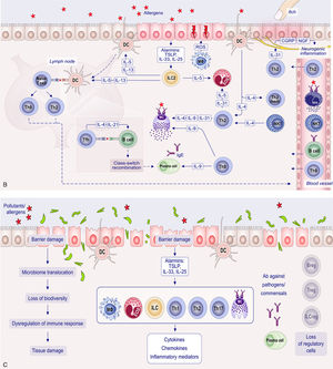 Detailed mechanisms involved in type I, type IVb and type V hypersensitivity reactions. (A) Mechanisms of type I hypersensitivity in AR, asthma, AD, urticaria, and FA. Following the first contact with the allergen deposited on the epithelial cells, in the respiratory tract, gut or skin, the sensitization phase occurs. Dendritic cells (DCs) present the antigen to the naïve T cell inducing differentiation into T helper 2 (Th2) cell. Type 2 innate lymphoid cells (ILC2) are activated by epithelial alarmins, such as interleukin (IL)-25, IL-33 and thymic stromal lymphopoietin (TSLP). Upon activation, they produce large amounts of type 2 cytokines, including IL-5, IL-9 and IL-13, further supporting the T2-cell response. T follicular helper cells (Tfh) help B cells to maturate and produce allergen-specific immunoglobulin E (IgE). Mast cell (MC) and basophil (BAS) possess the high-affinity receptor for the Fc fragment of IgE (FcɛRI) and are coated with IgE, thus concluding the sensitization phase. The effector phase occurs upon subsequent exposure to the same allergen. The allergen crosslinks IgE fixed to MC and BAS, triggering degranulation. Preformed mediators inside MC and BAS like histamine, tryptase, leukotrienes (LTs), prostaglandins (PGs) are released into the microenvironment inducing vasodilation, bronchial muscle contraction and increased mucus secretion. Eosinophils (EOS) play a significant role in the delayed allergic response and the persistence of inflammation engaging mechanisms related to type IVb hypersensitivity. The mutual interaction between type I and IVb-related processes is vital to both the sensitization and the chronic phase. (B) Mechanisms of type IVb hypersensitivity in AR, asthma, AD, CRS with NP, FA and EoETh2 is the key player in type IVb sensitivity, driven by IL-4, IL-13, IL-5 and IL-31. These cytokines stimulate B cells to produce IgE (IL-4 and IL-13) and activate eosinophils (IL-5) inducing inflammation and tissue damage. IL-31 produced by Th2 activates receptors on sensory neurons with release of calcitonin gene-related peptide (CGRP) and nerve growth factor (NGF) causing neurogenic inflammation and itch. Th9, which differentiate with IL-4 and tumor necrosis factor beta (TGF-β), contribute to this response by promoting IgE production and MC growth. The inflammatory response is enhanced by the ILC2, MC and alternatively activated macrophages (Mϕ). ILC2, DC and Th2 activated by epithelial alarmins cooperate producing cytokines that promote eosinophil and basophil recruitment, modulate DC function and affect epithelial barrier contributing to the chronicity of type IVb reactions. Invariant natural killer T cells-(i)NKT contribute to this response inducing alternative activation in Mϕ by IL-4 and IL-13 production. Migrated to inflammatory sites, eosinophils activate various cytokines and release cytotoxic granules contributing to tissue damage, cell apoptosis and chronic inflammation. At the final stage when IgE synthesis is triggered, type IVb and I hypersensitivity overlap. (C) Mechanisms of type V hypersensitivity in AR, asthma, CRS, AD, and EoE. The epithelial barrier damage and microbial dysbiosis lead to dysregulation of the immune response, including extensive activation of T1 (mediated by T helper 1 [Th1] cells), T2 (mediated by Th2) and T3 (mediated by T helper 17 [Th17]) responses combined with the loss of T regulatory cells (Treg), B regulatory cells (Breg) and innate regulatory lymphoid cells (ILCreg). Increased microbiome translocation induces aberrant immune response to opportunistic pathogens and commensals like Staphylococcus aureus with IgE antibody (Ab) production against them. Additionally, activation of Mϕ, EOS, innate lymphoid cells (ILC), MC and BAS by epithelial alarmins with release of proinflammatory cytokines and chemokines (e.g. histamine, LT, reactive oxygen species- ROS) enhances the local inflammatory response and tissue damage. The figure was reproduced with permission (License Number 6150051257285) from Ref. [6].