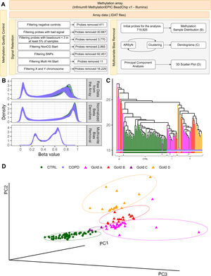 Overview of methylation analysis. (A) Quality control, including signal retention and multivariate bias removal. (B) Density plots of methylation beta values per sample for raw intensities, normalized data, and data after multivariate bias removal. (C) Hierarchical clustering dendrogram. (D) Three-dimensional principal component (PC) analysis scatterplot. Samples are color-coded according to Global Initiative for Chronic Obstructive Lung Disease (GOLD) groups A, B, C, and D and healthy controls. Colored ellipses were added to facilitate visualization of dispersion across groups. Panels B, C, and D use the same color legend. CTRL denotes healthy controls.