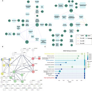 Functional annotation analysis revealed key pathways in COPD. (A) Interactive descriptive plot of DAVID functional analysis showing genes and pathways. Genes are shown as green circles and pathways as blue rounded rectangles. Edge colors are based on differential comparisons from the classifier. Edge width represents the confidence (Pvalue) of the KEGG pathway association; thicker edges indicate higher P values. (B) STRING protein-protein interaction network. Protein colors indicate the pathways represented in panel C. (C) Enriched pathways from the KEGG functional analysis of the protein-protein interaction network. Pathways of interest are highlighted in color and ordered by group similarity.