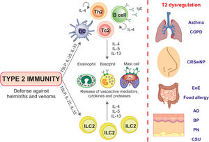 Overview of type 2 immunity and type 2-mediated inflammatory diseases. Type 2 immunity protect the host from helminths and venoms by mechanisms depending on epithelial-derived alarmins (TSLP), innate, adaptive, effector cells and type 2 cytokines (IL-4, IL-5 or IL-13). Type 2 dysregulation leads to aberrant inflammatory responses underlying a plethora of diseases affecting different tissues. AD, atopic dermatitis; BP, bullous pemphigoid; COPD, chronic obstructive pulmonary disease; CRSwNP, chronic rhinosinusitis with nasal polyps; CSU, chronic spontaneous urticaria; DC, dendritic cell; ILC2, group 2 innate lymphoid cell; IgE, immunoglobulin E; IL, interleukin; PN, prurigo nodularis; Tc2, cytotoxic T cells type 2; Th, T helper cell; TSLP, thymic stromal lymphopoietin.