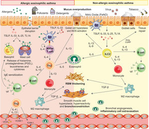 Cellular and molecular mechanisms underlying allergic and non-allergic eosinophilic asthma. Type 2-high asthma includes two main endotypes: allergic and non-allergic eosinophilic asthma. Both are characterized by airway inflammation and eosinophilia, but differ in triggers and immune pathways. Areg, amphiregulin; CGRP, calcitonin gene related peptide; DC, dendritic cell; ICAM-1, intercellular adhesion molecule-1; IgE, immunoglobulin E; IL, interleukin; ILC2, group 2 innate lymphoid cell; TGF-β, transforming growth factor-beta; NO, nitric oxide; Th, T helper cell; TL1A, TNF-like ligand 1A; TSLP, thymic stromal lymphopoietin; VCAM-1, vascular cell adhesion molecule-1; VEGF, vascular endothelial growth factor.