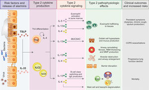 Cellular and molecular mechanisms underlying T2 COPD endotype. Environmental exposures, epithelial-derived alarmins and type 2 cytokine signature leads to the pathophysiological features linked to the clinical outcomes and increased risk of T2 COPD patients. COPD, chronic obstructive pulmonary disease; ILC2, group 2 innate lymphoid cell; IgE, immunoglobulin E; IL, interleukin; MMP, matrix metalloproteinase; MUC5AC, mucin 5AC; RBM, reticular basement membrane; Th2, T helper 2 cell; TSLP, thymic stromal lymphopoietin.