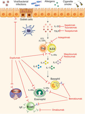 Current and emerging biologic therapies targeting type 2 (T2)-driven inflammation in asthma and T2 COPD. Different biologics have been approved for asthma (omalizumab, mepolizumab, reslizumab, benralizumab, dupilumab and tezepelumab) or T2 COPD (dupilumab and mepolizumab). Other biologics (itepekimab, tozorakimab or astegolimab) are under clinical investigation for COPD. Biologics are depicted at their sites of action in the inflammatory cascade: omalizumab (anti-IgE); mepolizumab and reslizumab (anti-IL-5); benralizumab (anti-IL-5Rα, blocking IL-5 signaling); dupilumab (anti-IL-4Rα, blocking IL-4 and IL-13 signaling); tezepelumab (anti-TSLP); itepekimab and tozorakimab (anti-IL-33); astegolimab (anti-ST2/IL-33R). COPD, chronic obstructive pulmonary disease; IL, interleukin; ILC2, group 2 innate lymphoid cell; Th2, T helper 2 cell; TNF-α, tumor necrosis factor-alpha; TSLP, thymic stromal lymphopoietin.