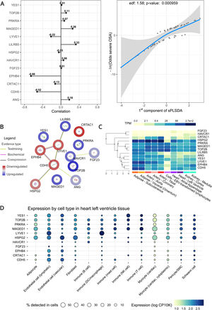 Severe OSA-associated protein signature identified in nocturnal hypertension patients. (A) Protein signature selected by sparse partial least squares discriminant analysis (sPLS-DA). The left figure shows a forest plot listing all the proteins composing the signature with their individual contributions. The right figure shows the modeled in-sample log odds risk of severe OSA according to the presence of the identified protein signature (first component). (B) Interaction graph representing results of functional interaction predicted with the STRING database (protein–protein interaction enrichment score P-value: 1.48e−05). Colored halo gradient represents base 2 logarithm of the fold change (red more negative, blue more positive) of the protein in the severe OSA group. (C) Heatmap showing the tissue expression patterns of signature proteins in potential tissues of interest (inferred through an external database with expression data of healthy adult subjects). The color gradient represents relative expression of the genes encoding those proteins in transcripts per million (TPM) and proteins are clustered based on similarities in their expression patterns. (D) Ballon plot representing single cell expression data of our protein signature in heart tissue. Size represents the percentage of expression in the specific cell type whereas color represents a measure of the homogeneity in the expression of that protein in the specific cell type through base 10 logarithm of count per 10,000 (log CP10K).