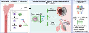 Potential effects of DPP-1 inhibition in patients with COPD. CatG, cathepsin G; COPD, chronic obstructive pulmonary disease; DPP-1, dipeptidyl peptidase-1; NE, neutrophil elastase; NSPs, neutrophil serine proteases; PR3, proteinase 3.
