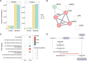 Metaproteomic fecal analysis. (A) Account for the number of human and microbial proteins and peptides. (B) Full STRING protein–protein interaction network of significant human fecal proteins grouped into two clusters. Cluster 1 (red): neutrophil-associated proteins. Cluster 2 (green): resistin protein (RETN). Each node represents all the proteins produced by a single, protein-coding gene locus. Edges represent protein–protein interactions that jointly contribute to a shared function. Line thickness indicates the strength of data support. Dotted lines indicate the edges between clusters. (C) COG functional categories of microbial fecal proteins at T0 and T12. Dot size indicates the number of proteins, and color represents average intensity. (D) Summary diagram of butyrate metabolism, highlighting the role of the enzyme 3-hydroxyacyl-CoA dehydrogenase. Detailed results are shown in Table S6.