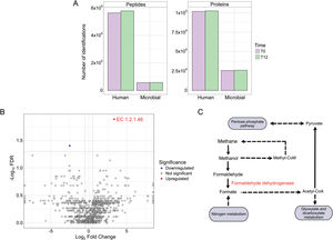 Metaproteomic sputum analysis (Table S7). (A) Account for the number of human and microbial proteins and peptides. (B) Volcano plot of differentially abundant microbial protein functional categories in sputum metaproteomes after one year of ETI therapy. The x-axis displays the log2 fold change, and the y-axis the −log10 FDR. Each point represents a microbial enzyme classified by its EC number. (C) Summary diagram of methane metabolism, highlighting the role of the enzyme formaldehyde dehydrogenase.