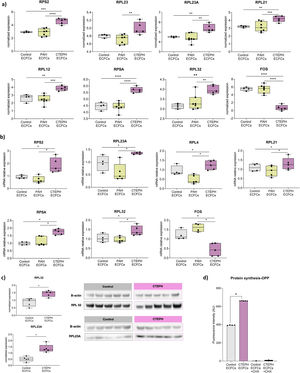 Translation related gene and protein expression in CTEPH-ECFCs. (a) Expression boxplots for DEGS connected to translation genes in CTEPH-ECFCs (n=5) vs PAH-ECFCs (n=7) vs controls-ECFCs (n=4). (b) Expression boxplots for genes that underwent RT-qPCR validation in CTEPHECFCs (n=5) vs PAH-ECFCs (n=5) vs controls-ECFCs (n=4). The genes selected are the ones that are include in the top most connected to translation category (CTEPH vs PAH). Each data point represents an individual biological replicate, with 3 technical replicates per sample, which were averaged prior to statistical analysis. (c) Expression boxplots for RPL32 and RPL23A protein genes that underwent western blot validation. These proteins selected are the ones that are include in the top most connected to translation category genes (CTEPH vs PAH). Each point represents an independent biological replicate (donor). (d) Increased protein synthesis in CTEPH-ECFCs. Protein synthesis was assessed in ECFCs from the same donors incubated with OPP. Cycloheximide (CHX) was used as a negative control to block translation. Each data point represents an individual biological replicate, with 3 technical replicates per sample, which were averaged prior to statistical analysis. Statistical analysis was performed using one-way ANOVA followed by Tukey