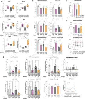 Effects of riociguat on molecular, metabolic and functional features of control-ECFCs (n=4) and CTEPH-ECFCs (n=5). (a) Relative expression of genes associated with the translation category and the proto-oncogene FOS analysed by RT-qPCR in control-ECFCs and CTEPH-ECFCs after treatment with 20μM riociguat. (b) Ultrastructural analysis of mitochondria from TEM images showing mitochondrial morphology (roundness, width and circularity) and quantification of cristae, and mitochondria–endoplasmic reticulum (ER) contacts in ECFCs±riociguat treatment. (c) Global protein synthesis assessed by O-propargyl-puromycin (OPP) incorporation in ECFCs incubated±riociguat, using cycloheximide (CHX) as a negative control to inhibit translation. (d) Functional analysis including intracellular calcium dynamics measured with Fluo-4 AM after ATP stimulation in ECFCs incubated±riociguat (e) Mitochondrial respiration determined by Seahorse XF analysis (basal respiration, ATP-linked respiration, maximal respiration and spare respiratory capacity) in ECFCs incubated±riociguat. Each dot represents one biological donor and experiments were performed with three technical replicates unless otherwise indicated. Statistical analyses included Student