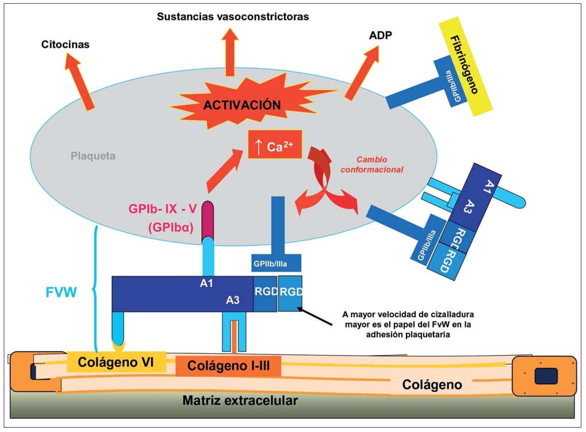 diagrama de estructura de plaquetas