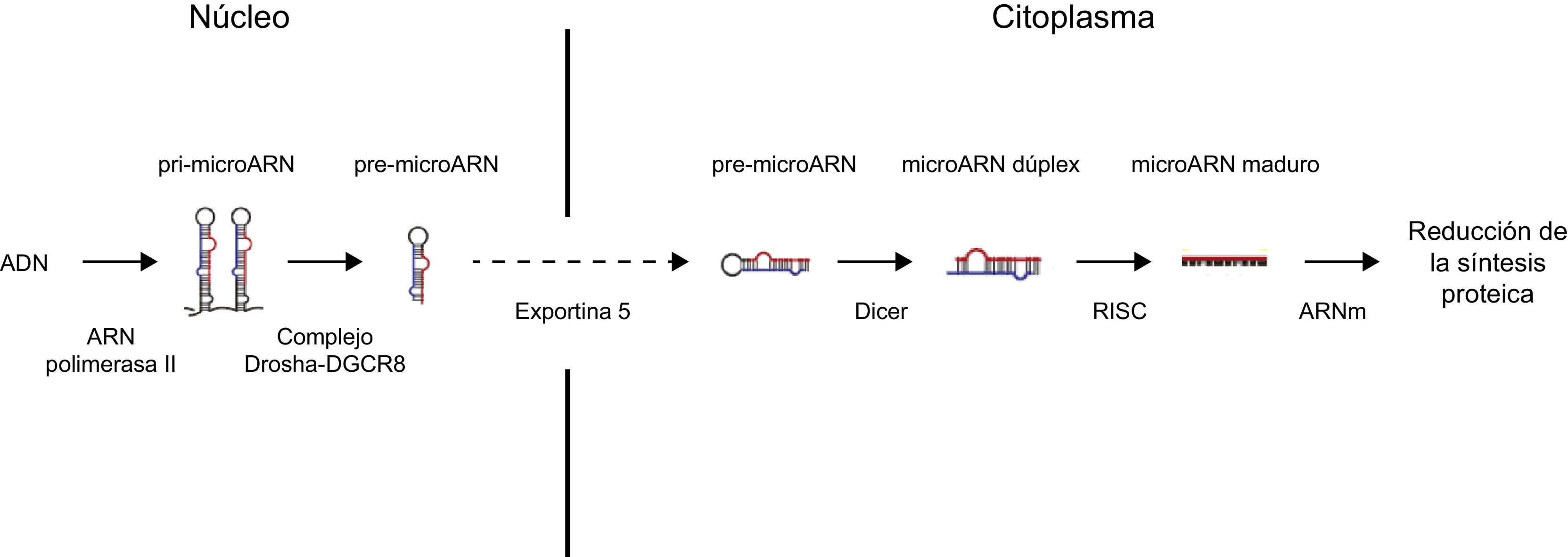 Biomarcadores epigenéticos y enfermedad cardiovascular: los microARN ...