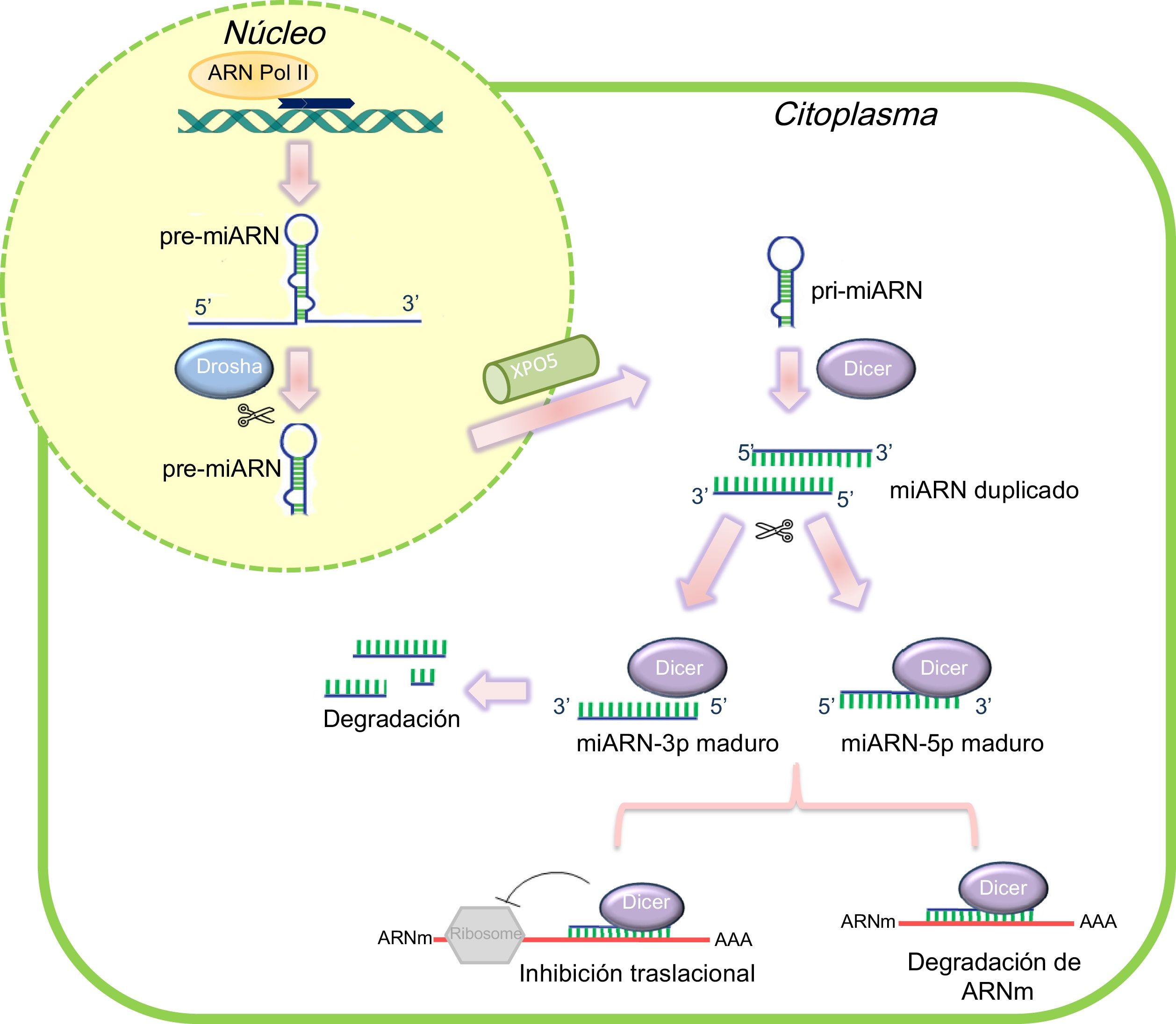 El papel de los microARN en las cardiopatías congénitas: qué sabemos ...