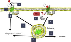 Regulación de adrenoceptores y cinasas de los receptores acoplados a proteína G (GRK). 1: localización del adrenoceptor β; 2: activación; 3: señalización a través de proteínas G con activación de la adenilato ciclasa (AC); 4: fosforilación por GRK; 5: endocitosis; 6: localización de endosomas; 7: reciclado a la membrana; 8: degradación en lisosomas.