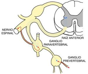Esquema de las conexiones del sistema nervioso simpático. Dos neuronas conectadas en serie. En azul punteado, la neurona preganglionar localizada en el cuerno intermedio-lateral de la médula. En rojo, la neurona ganglionar localizada en la cadena simpática paravertebral o en los grandes ganglios distales prevertebrales. Las neuronas ganglionares se conectan con el órgano diana donde actúan. Esta figura se muestra a todo color solo en la versión electrónica del artículo.
