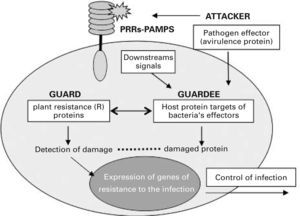 The guard hypothesis. Invading plant pathogens deliver effector molecules (termed avirulence proteins) into the host cell. These effectors alter the function of proteins involved in downstream signalling from membrane pattern recognition receptors (PRRs). Intracellular PRRs (guards) somehow sense pathogeninduced damage of their “guardee” protein and trigger a resistance response against the infection that renders the pathogen avirulent. PAMPs, pathogenassociated molecular patterns.
