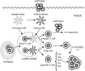 Dendritic cells control tolerance and immunity in the periphery. In steady-state conditions, dendritic cells (DCs) remain immature but may still capture the antigen and migrate to the lymph nodes to prime naive cells and induce their apoptosis or anergy. Under specific conditions immature/ semi-mature DCs induce naive T cells to become specific T regulatory (Treg) cells. In the presence of signals generated by infection and injury, DCs change to a mature form and prime naive T cells for different effector functions (T helper [Th] 1, Th2, Th17, cytotoxic T [Tc] 1 and Tc2) and generate specific Treg cells that suppress T cell effector functions by releasing interleukin (IL) 10 and transforming growth factor β (TGFβ) or by direct contact.