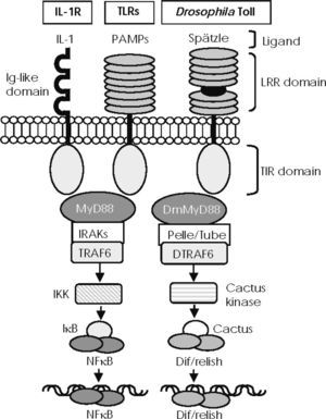 —IL-1R/Toll-like receptor superfamily structure and conserved signalling pathways. Mammalian Toll-like receptors (TLRs) and Drosophila Toll possess an extracellular domain containing different leucine-rich repeat (LRR) motifs, which detect pathogen-associated molecular patterns (PAMPs) and the Spätzle molecule, respectively. IL-1 receptors recognise IL-1 members through an immunoglobulin-like structure. They all share a cytoplasmic signalling domain called the Toll/IL-1 receptor domain (TIR). TIRs of mammalian TLRs and of IL-1 receptors associate with MyD88 and recruit members of the interleukin-1 receptor–associated kinase (IRAK) family, leading to TRAF6 activation to degrade IκB and activate NF-κB. Activated Drosophila Toll associates with DmMyD88 (a homologue of mammalian MyD88) through the TIR domain to recruit signalling molecules such as Tube and Pelle (a serine-threonine kinase that is highly homologous to mammalian IRAKs) and activate DTRAF6 (homologue of TRAF6 in the fly), thus inducing the degradation of Cactus (the Drosophila IκB homologue) and the release of Dif/relish dimer, a transcription factor homologue of NF-κB.