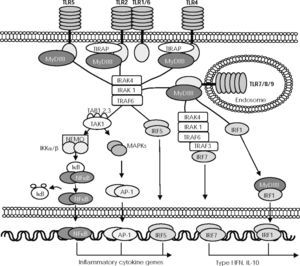 —The MyD88/TIRAP-dependent signalling pathway. Activation of toll-like receptors (TLRs), except TLR3, induces the recruitment of myeloid differentiation factor 88 (MyD88) through association with the Toll/IL-1 receptor (TIR) domain, although TLR2 and TLR4 require TIR domain–containing adaptor protein (TIRAP). MyD88 then recruits different members of the interleukin-receptor–associated kinase (IRAK), which interacts with TNF-associated factor 6 (TRAF6) to activate transforming growth factor-β–activated protein kinase1 (TAK1). Next, TAK1 combines with TAB1, TAB2, and TAB3 proteins to mediate in two different pathways of downstream signals. One pathway activates the IκB-kinase (IKK) complex (composed of IKKα, IKKβ, and regulatory subunit IKKγ/NEMO, which allows NF-κB to translocate to the nucleus. The other pathway activates the MAPK pathway, which mediates AP-1 activation and translocation. IFN regulatory factor (IRF) 5 can be recruited to the MyD88-IRAK4-TRAF6 complex to be phosphorylated and directly translocated to the nucleus. NF-κB, AP-1, and IRF5 control the expression of genes encoding inflammatory cytokines. In plasmacytoid dendritic cells (pDC), stimulation of TLR9 induces the recruitment of TRAF3 to the complex formed by MyD88, IRAK-4, IRAK-1, and TRAF6, to phosphorylate and activate IRF7, the main inducer of type I IFNs. MyD88 also combines with IRF1 when it is induced by IFNγ and travels assembled to the nucleus to induce the expression of IFNβ.
