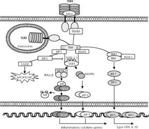 —The TRIF-dependent signalling pathway. After exposure to their respective ligands, Toll-like receptor (TLR) 3 and TLR4 recruit Toll IL-1 receptor (TIR) domain–containing, adaptor-inducing interferon (IFN)-beta (TRIF) through the TIR domain, although TLR4 requires the TRIF-related adaptor molecule (TRAM). The N-terminal region of TRIF directly recruits the non-canonical IκB kinases (IKKs), TBK1 and IKKi, which mediate phosphorylation and dimerisation of IRF3 to be translocated to the nucleus and induce expression of IL-10 and type I IFN genes. The N-terminal region of TRIF also recruits TRAF6 and the C-terminal region mediates its interaction with receptor interacting protein (RIP) 1. RIP1 then forms a complex with TRAF6 and TAK1, resulting in activation of NF-κB and MAPKs. RIP3 blocks RIP1-induced NF-κB activation and the death domain of RIP1 recruits Fas/Apo-1–associated death domain protein (FADD), thus inducing apoptosis.