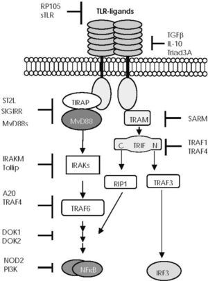 —Main points of negative regulation of Toll-like receptor (TLR) function. Endogenous molecules interfere in the TLR downstream signalling pathways at different levels: soluble TLRs (sTLR) and the radioprotective 105 protein (RP105) prevent excessive binding of ligands to TLR52. Transforming growth factor beta (TGF-β), IL-10, and Triad 3A regulate TLR expression. The short form of MyD88 (MyD88s) antagonises MyD88 function53. The membrane-bound form of the IL-1 receptor-like protein (known as ST2L) sequesters MyD88 and TIRAP, thus preventing their association with the TIR domains54. The single immunoglobulin IL-1 receptor- related molecule (SIGIRR, also known as TIR8) interacts with the TIR domain of the TLR455. IL-1 receptor–associated kinase M (IRAKM) seems to prevent the activation of the tumour necrosis factor receptor–associated factor 6 (TRAF6)56. Toll-interacting protein (TOLLIP) interacts with IRAK157. The zinc finger protein A20 acts by blocking TRAF6 signal58. The inhibitory proteins downstream of kinase 1 and 2 (DOK1 and DOK2) negatively regulate Ras-Erk signalling downstream of protein tyrosine kinases59. TNF receptor–associated factor (TRAF) 1 interacts with the TIR domain of TRIF and inhibits TLR3-mediated activation of NF-κB60, whereas TRAF4 acts as a silencer in TLR-mediated signalling through its association with TRAF6 and TRIF61. The sterile-alpha and HEAT/armadillo motif–containing protein (or SARM), seems to associate with TRIF62. PI3K (phosphatidylinositol 3-kinase) is a negative regulator of TLR signalling, but its molecular basis is still unclear63–65. Balanced production of pro-inflammatory cytokines mediated by the TLR2 signalling pathway seems to be regulated by NOD2 through an L-10-mediated anti-inflammatory cytokine response66.