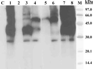 SDS-PAGE immunoblotting-inhibition with bee pollen extract in solid phase. Lane C: control serum (pool of sera from non-atopic subjects); Lane 1: Patient serum; Lane 2: Patient serum previously incubated with bee pollen extract; Lane 3–5: Patient serum previously incubated with pollen extracts from Olea europaea (lane 3), Lolium perenne (lane 4) and Artemisia vulgaris (lane 5); Lane 6: Patient serum previously incubated with Art v 1 (100μg/ml); Lane 7: Patient serum previously incubated with BSA (100μg/ml); Lane 8: Patient serum previously incubated with lamb extract; Lane M: molecular mass marker.