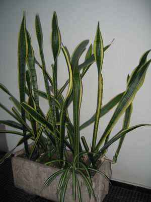 agave franzosinii Agave franzosinii