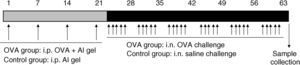 Protocol for OVA sensitisation and challenge. Matched mice were i.p. injected OVA and saline aluminium hydroxide gel solution on days 1, 7, 14, 21. This was followed by nasal drops containing OVA and saline five times per week in six weeks. After the last treatment, mice were sacrificed and nasal mucosa samples collected.