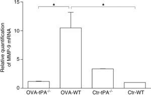 Real-time PCR detection of MMP-9 mRNA in OVA-challenged and saline-treated (Control, Ctr) t-PA-/- and WT mice. The OVA-challenged t-PA-/- mice have little MMP-9 mRNA expression compared with OVA-challenged WT and saline control t-PA-/- mice. Ctr-t-PA-/-: saline-treated t-PA-/- mice, OVA-t-PA-/-: OVA-treated t-PA-/- mice, Ctr-WT: saline-treated WT mice, OVA-WT: OVA-treated WT mice. (n=5 each, * p<0.05).