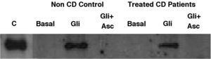 Representative western-blot analysis using whole protein biopsy explants of non-CD controls and treated-CD patients, after 24h of basal culture (Basal), and after 3h of gliadin challenge (100μg/ml) with (Gli+Asc) and without (Gli) ascorbate supplementation (20mM) and 21h of basal culture. C: human recombinant IL-15 lane. Basal IL-15 was only detected in one CD patient. Gliadin induced IL-15 production in both non-CD controls (three out of three) and treated CD patients (seven out of eight). Ascorbate inhibited IL-15 production in all cases, even in a patient who had detectable basal levels of IL-15.