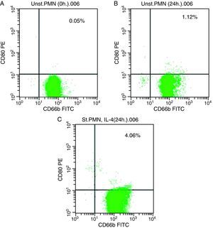 Direct flow cytometry of the CD80 induction in whole blood PMN. (A) Unstimulated PMN (0h). (B) Unstimulated PMN (24h). (C) Stimulated PMN with IL-4 (24h).