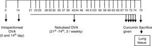Mouse model of airway inflammation and treatment with curcumin.