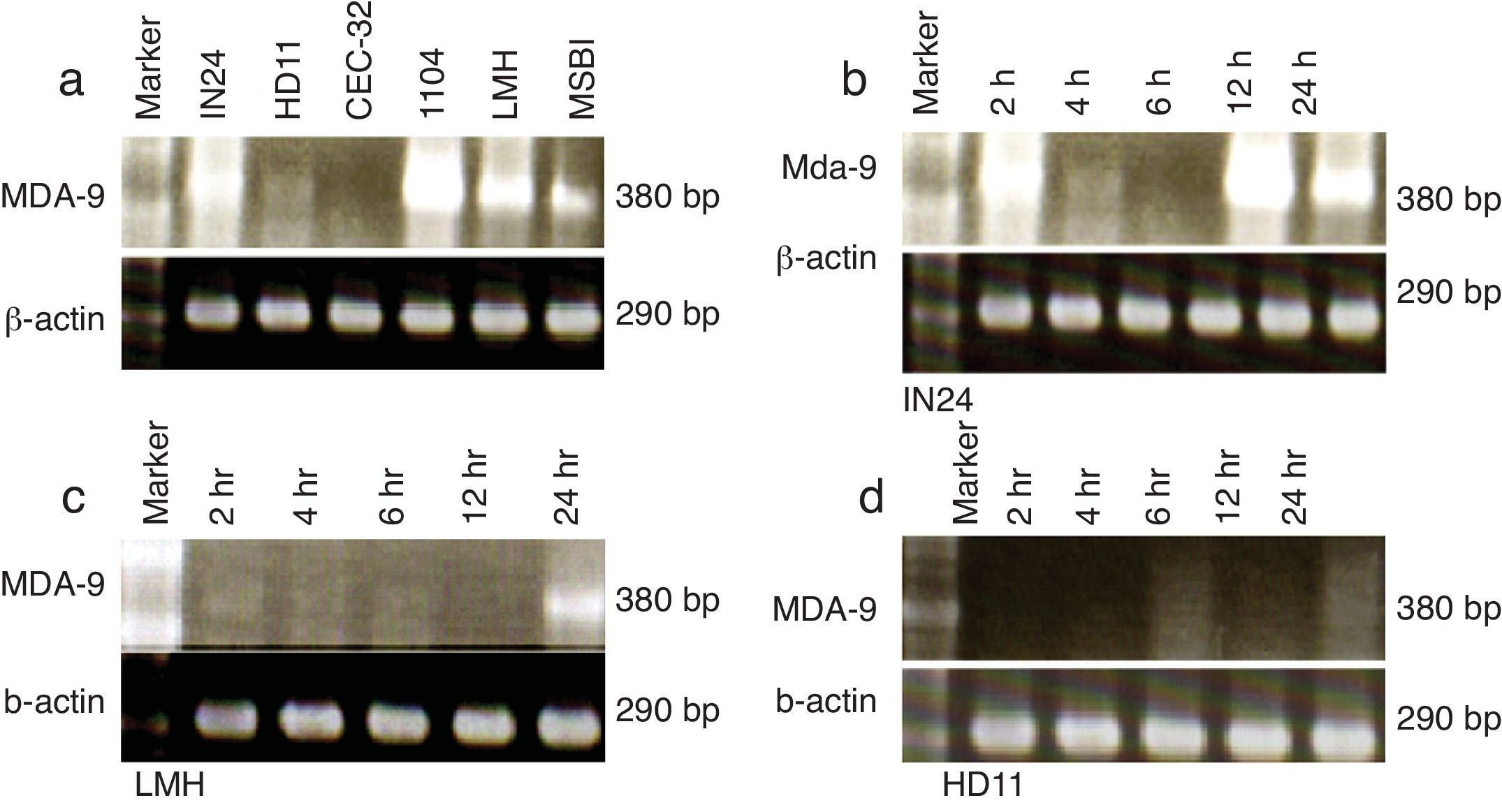 Molecular studies on chicken melanoma differentiation associated gene-9 ...