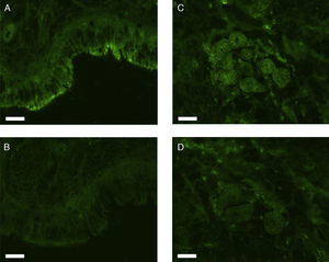 Photomicrographs of fluorescence immunohistochemical staining for erbB2. The images show positive staining/negative control pairs of the epithelial layer (A/B) and nasal gland (C/D). Scale bar=50μm.