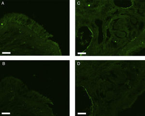 Photomicrographs of fluorescence immunohistochemical staining for claudin-1. The images show positive staining/negative control pairs of the epithelial layer (A/B) and nasal gland (C/D). Scale bar=50μm.