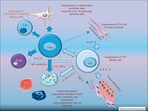Function of Treg cells: FOXP3+CD4+CD5+ cells (Treg) act down-regulating Th2 mechanisms; suppressing allergen-specific IgE, eosinophils, basophils and mast cells. These Treg cells also contribute to the suppression of DCs and effector Tcells.