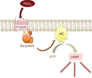 Signal transmission pathway of PTGDR (cAMP: cyclic adenosine monophosphate, ATP: adenosine triphosphate, AC: adenylate cyclase).