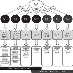 Schematic classification of the main T lymphocyte subpopulations with characteristic production of cytokines and their effects in the human body. IL – interleukin, IFN – interferon, TGF – transforming growth factor, TH – T helper lymphocyte, TNF – tumour necrosis factor, Tr – induced T regulatory lymphocyte, Treg – natural T regulatory lymphocyte, TSLP – thymic stromal lymphopoetin.