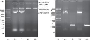 Isolation and analysis of bacmid from E. coli DH10Bac cells. (a) Isolation of high molecular weight bacmid by modified alkaline lysis method. The purified bacmids from two white colonies (i.e. transposition of target gene has occurred) (T1 and T2) as well as bacmids from untransformed DH10Bac colonies (U1 and U2) were run on 0.5% agarose in parallel to Fermentas 1kbp DNA marker (M). The purified bacmids also show some genomic DNA impurities. Moreover, the purified recombinant bacmids (T1 and T2) also contain an extra band which refers to the transformed donor plasmid (pFastBacHTA-Chitinase) with an approximately 6kbp size. (b) Analysis of recombinant bacmid DNA holding grape class IV chitinase by conventional PCR. Purified bacmids from two white (W1 and W2) or blue (B1 and B2) E. coli DH10Bac colonies used as template in PCR reaction with pUC/M13 primers and the amplicons were examined by agarose gel electrophoresis. The PCR reaction of bacmids from white colonies (supposed of cloning grape class IV chitinase) resulted in amplification of an approximately 3200bp band resembling appropriate transposition of the target gene. The PCR product from blue colonies showed amplification of a 300bp DNA, resembling a wild type AcMNPV bacmid. Fermentas 1kbp DNA ladder were used as marker (M) in both electrophoresis.