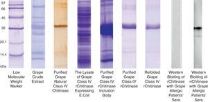 SDS–PAGE analysis of natural and recombinant grape class IV chitinase and evaluation of their IgE reactivity. Grape class IV chitinase was cloned and expressed in bacterial host and the IgE-reactivity of the refolded protein was determined by Western blotting. Although the natural protein showed considerable reactivity with grape allergic patients’ pooled sera; the recombinant form which was expressed in E. coli Origami strain did not show significant IgE-reactivity.
