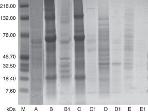 Spectrum of Brassicaceae proteins. Molecular markers (lane M). Extracts of radish (lane A), raw and boiled arugula (lane B and B1), raw and boiled turnips (lane C and C1), raw and boiled cauliflower (lane D and D1) and raw and boiled cabbage (lane E and E1).