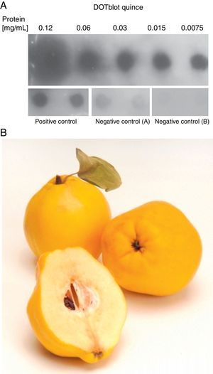 A. Results of IgE Dot Blot Assay. Responses of serum from our patient to different concentrations of protein from quince (0.12, 0.06, 0.03, 0.015 and 0.0075 mg /mL) are shown (upper image). The response to Dermatophagoides pteronyssinus of serum from a patient who was sensitized to D. pteronyssinus extract, which was used as a positive control of the assay, is also shown (positive control). The response to D. Pteronyssinus of serum from a non atopic patient is shown (negative control). B. Quince (Cydonia oblonga), a member of the Rosaceae family.