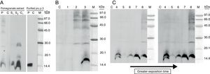 (A) SDS-PAGE IgE-immunoblotting of pomegranate extract (under non-reducing conditions). Lane P: patient serum; Lane C: control serum (pool from non-atopic subject sera); Lane S1 and S2: Anti-Pru p 3 rabbit serum (dilution 1/10,000–1/5000); Lane C1: serum from non-immunised rabbit (Dilution 1/5000); M, molecular mass markers. (B) SDS-PAGE IgE-immunoblotting-inhibition with pomegranate extract in solid phase. Lane 1: patient serum pre-incubated with pomegranate extract; Lane 2: patient serum pre-incubated with Pru p 3 (150¿g/ml); Lane 3: patient serum pre-incubated with BSA (150¿g/ml). (C) SDS-PAGE immunoblotting-inhibition with pomegranate in solid phase and pollen extracts as inhibitors: Lolium perenne (Lane 4), Artemisia vulgaris (Lane 5), Olea europaea (Lane 6), Parietaria judaica (Lane 7), lamb as negative control (Lane 8), molecular mass markers (Lane M).