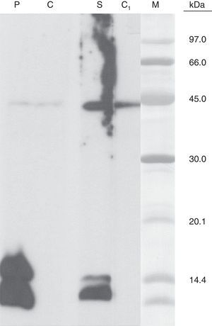 SDS-PAGE immunoblotting results. Cannabis sativa leaves extract. Lane P: patient serum. Lane C: control serum (pool of sera from non-atopic subjects). Lane S: Anti-Pru p 3 rabbit serum. Lane C1: control serum (non-immunised rabbit serum).