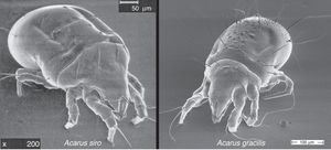 Scanning electron microscopy of Acarus gracilis and A. siro.
