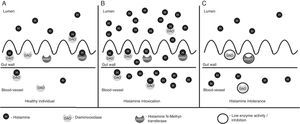 Degradation of histamine in gut. (A) Healthy individual. Normal concentration of histamine in food. Most histamine is inactivated by DAO and HNMT enzymes in gut, only a small amount of histamine passes to blood stream and does not cause histamine-mediated symptoms. (B) Histamine intoxication (scombroid poisoning). Ingestion of foods with high contents of histamine (more than 500mg/kg) by healthy individual. Enzyme activity of DAO and HNMT is normal, but insufficient to inactivate excessive amount of histamine. Histamine passes to blood stream and evokes histamine-mediated symptoms. (C) Histamine intolerance. In individuals with histamine intolerance, enzyme activity of DAO and HNMT in gut is decreased or inhibited and insufficient to inactivate histamine from a food with normal concentration of histamine. Histamine passes to blood stream and evokes histamine-mediated symptoms.